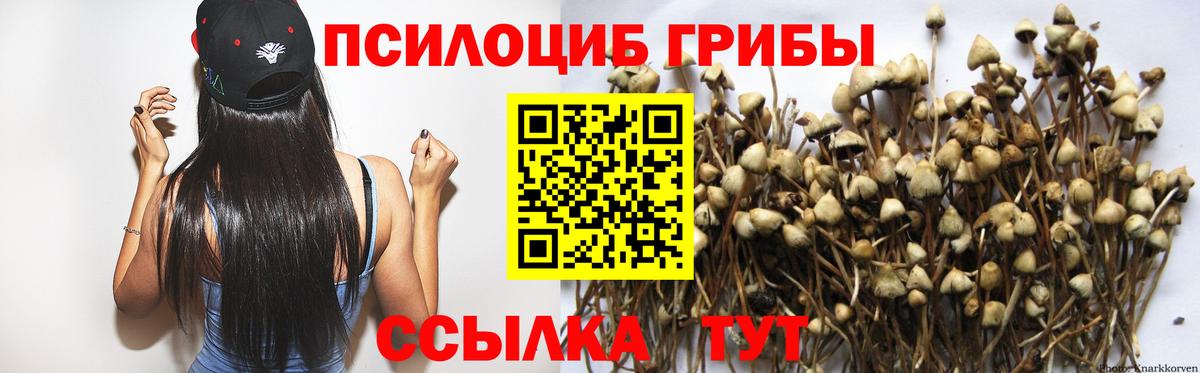 Псилоцибиновые грибы Psilocybe Майкоп